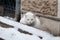 The street cat is walking. Yard, thoroughbred cat. Abandoned pet. White cat.