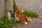 Street Cats in Balat Istanbul