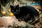 street cats, cat, black cat, ,