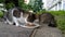 Street cats eating their breakfast