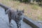 Street cats enjoy a walk in the park. Crimea, Russia