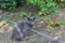 Street cats enjoy a walk in the park. Crimea, Russia