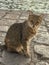 Street cats on the streets of the island of Hydra, Greece