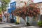 Street with colorful houses and red flowering tree in Cape Verde