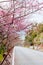 Street cover with full bloom Sakura or cherry blossom in Naha, O