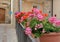 Street decorated with flowers in the pots