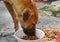 Street dog feeding instant dried food on dirty foam cup