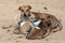 A street dog feeds its puppies near the Buddhist temple at Kataragama in central Sri Lanka.