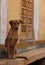 A street dog in Jaisalmer