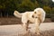 A street dog that looks like a Labrador stands on the road near the forest