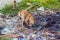 Street Dog Next to the Trash Stray animals concept, pollution of the environment concept