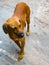 Street dog searching for some amazing food, Dog in old delhi area Chandni Chowk in New Delhi, India, Delhi Street Photography