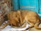 Street dog searching for some amazing food, Dog in old delhi area Chandni Chowk in New Delhi, India, Delhi Street Photography