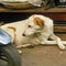 Street dog searching for some amazing food, Dog in old delhi area Chandni Chowk in New Delhi, India, Delhi Street Photography