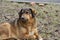 Street dog sits on the ground.The homeless dog lies on the dry leaves of last year