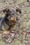 Street dog sits on the ground.The homeless dog lies on the dry leaves of last year