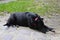 Street dog sits on the ground.The homeless dog lies on the dry leaves of last year