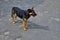 Street dog sits on the ground.The homeless dog lies on the dry leaves of last year