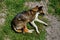 Street dog sits on the ground.The homeless dog lies on the dry leaves of last year