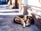 street dog sleeping all curled up in the shade, next to strong sun. El Calafate, Argentina