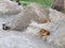 Street Dogs resting upon Sand