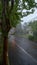 Street with drizzle and fog in the city of Gramado in Rio Grande do Sul - Rua Demetrio Pereira dos Santos