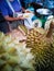 Street Durian stall in market