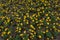 Street flower bed-African marigold-Tagetes erecta L