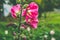 Street flower mallow close-up