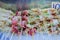 Street food counter, mushrooms barbecue, mushroom roll with bacon, enoki bundles with meat.