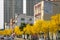 street full of blooming Guayacan or Handroanthus chrysanthus or Golden Bell Trees