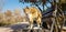 A street ginger cat stretching on the wooden bench