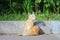 street ginger kitten sits on the road, basking in the sun. summer