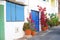 Street houses blue doors flowerpots Bougainvillea, Canary Islands