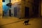 Street Kitty Cat on the streets of Essaouira in Morocco in the fishing port and medina near the colored wall. Lifestyle