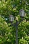 Street lamp against backdrop of flowering chestnuts in spring