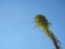 Street lamp entwined with a vine against the blue sky.