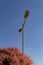 A street lamp post among pink flowers of a bush.