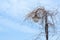 Street lamp post wrapped in branches of tree, Streetlights wrapped in twigs against blue sky.