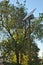 street lamp with a solar battery against a blue sky and trees