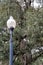 Street Lamp and Southern Oaks