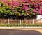 Street landscape of Bougainvillea flowers is very beatyful