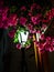 Street lantern shines on surrounding Bougainvillea flowers