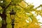 Street Light & Autumn Ginkgo tree corridor in Japan