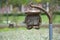 A street light illumination lamp post with oriental design lantern lamp against a nature garden backdrop