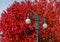 Street light lamp on background of branches of autumn beautiful bright red colored leaves of tree wonderful grandeur of nature cut