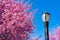 Street Light at Rainey Park next to Beautiful Pink Crabapple Trees during Spring in Astoria Queens New York