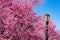 Street Light at Rainey Park next to Beautiful Pink Crabapple Trees during Spring in Astoria Queens New York