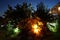 Street lighting with spectacular backlit Mediterranean vegetation. Kolympia, Rhodes, Greece