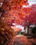 a street lined with red and orange leaves